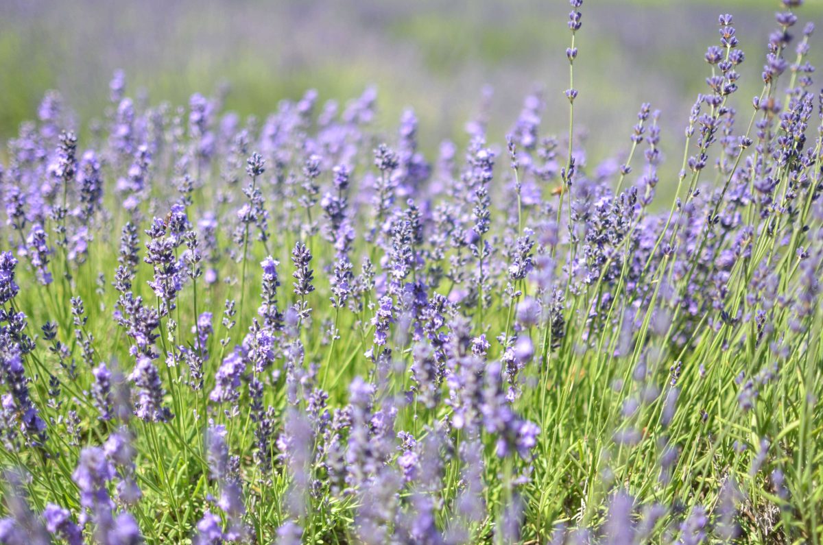 Day Trips and Travels Lavender by the Bay Details