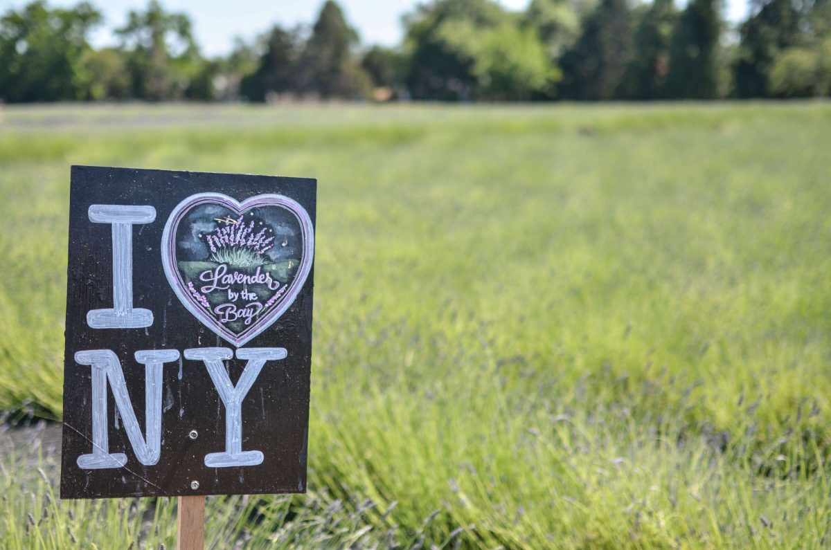 Day Trips and Travels Lavender by the Bay Love NYC