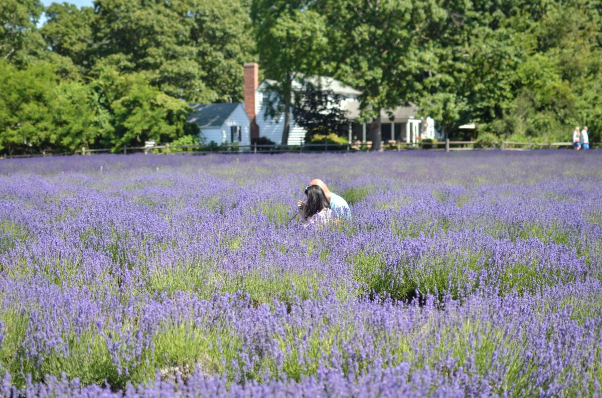 Day Trips and Travels Lavender by the Bay Relaxing