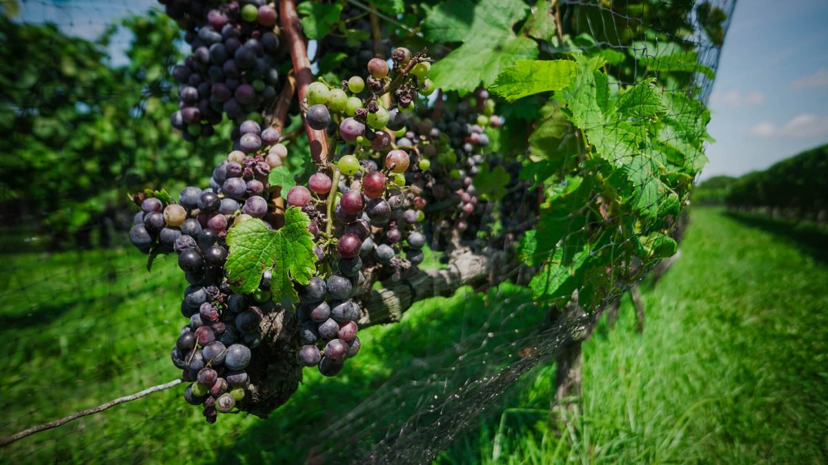 Day Trips and Travels Macari Vineyards Grapes